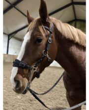 Czanki długie do hackamore z możliwością regulacji - obrazek 2