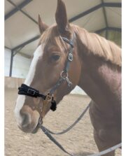 Anatomiczne hackamore z długimi czankami z możliwością regulacji