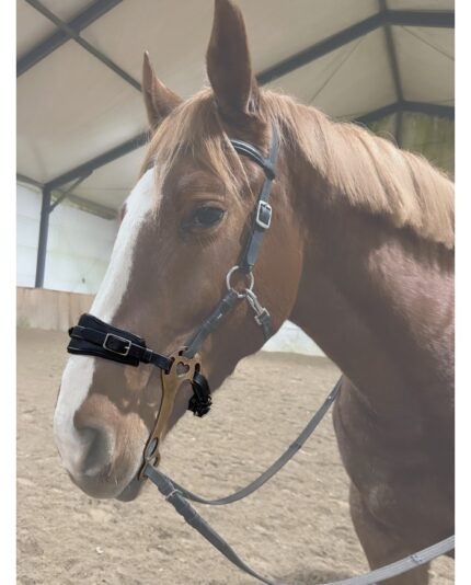 Anatomiczne hackamore z długimi czankami z możliwością regulacji